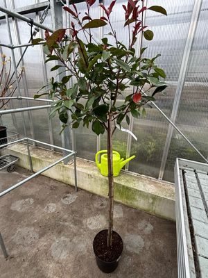 Photinia fraseri 'Red Robin' (Glansmispel op stam) OP=OP
