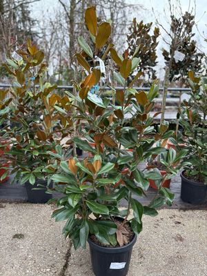 Magnolia grandiflora 'Goliath' (Groenblijvende Magnolia) OP=OP