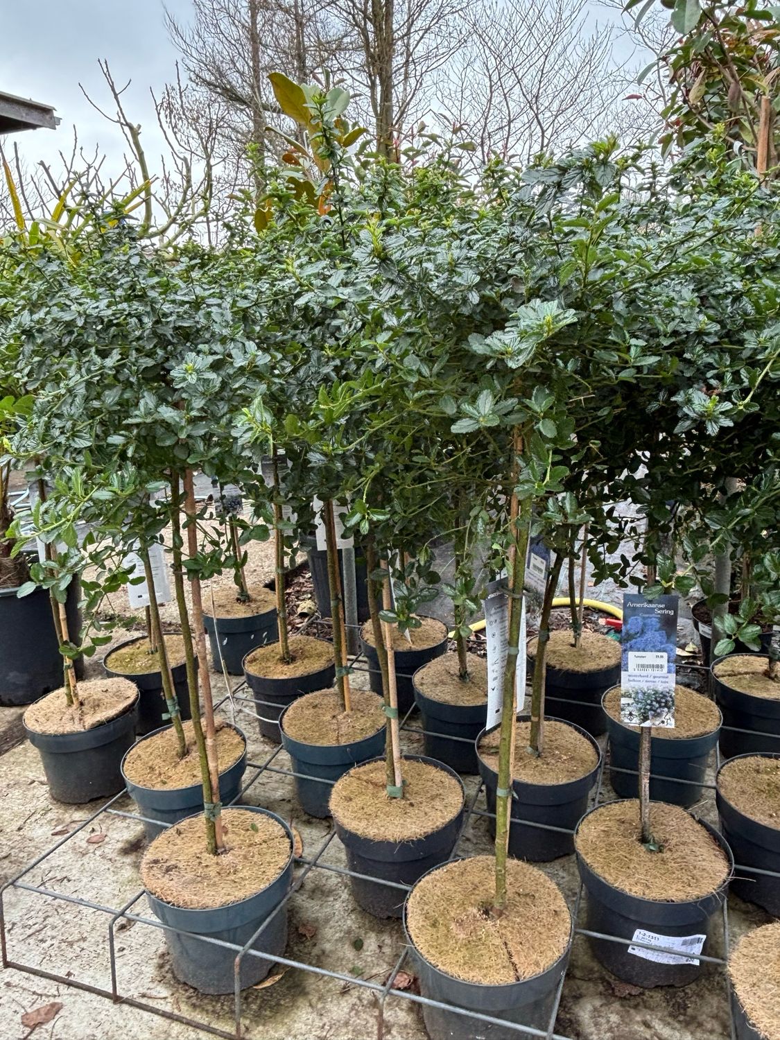 Ceanothus op stam (Amerikaanse sering) OP=OP