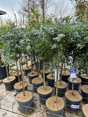 Ceanothus op stam (Amerikaanse sering) OP=OP