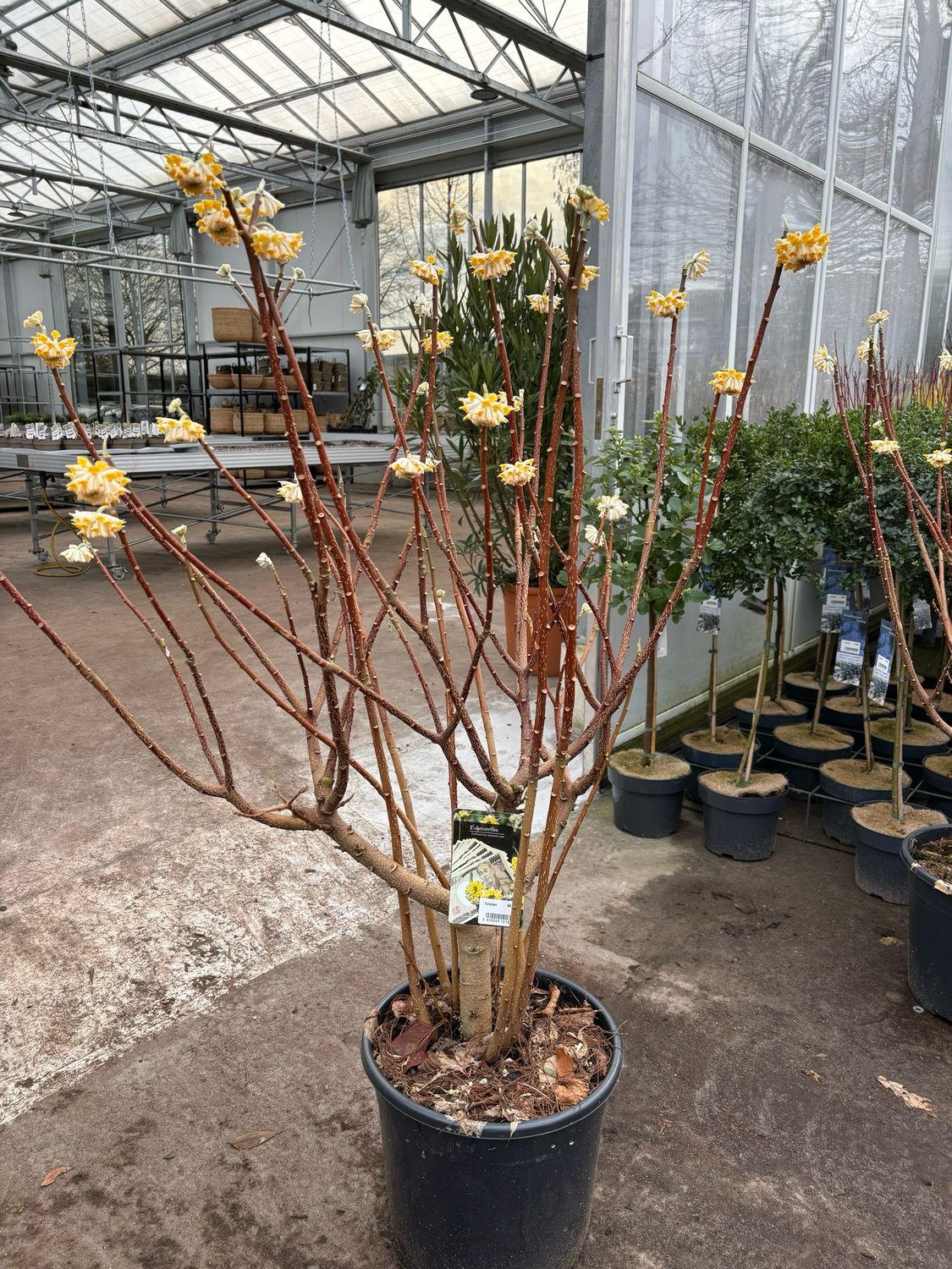 Edgeworthia Chrysantha 'Grandiflora' (Papierstruik) geurende bloemen OP=OP Edgeworthia Chrysantha 'Grandiflora' (Papierstruik) geurende bloemen OP=OP