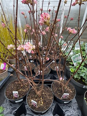Viburnum bodnantense 'Charles Lamont (Sneeuwbal) OP=OP