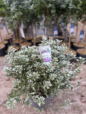 Convolvulus cneorum (Zilverwinde) OP=OP