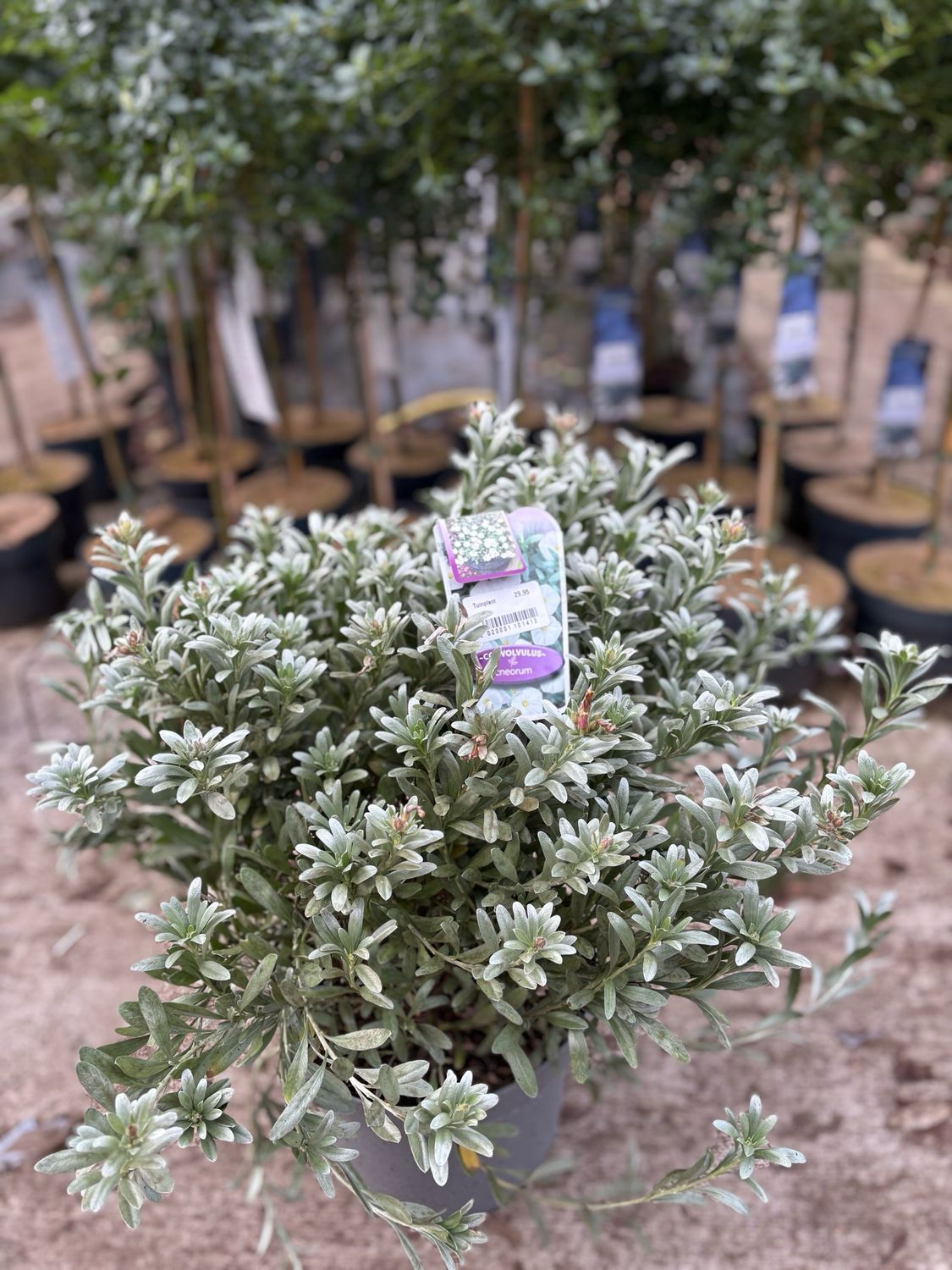 Convolvulus cneorum (Zilverwinde) OP=OP Convolvulus cneorum (Zilverwinde) OP=OP