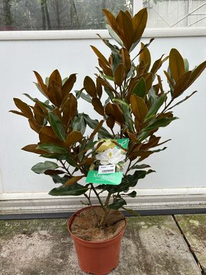 Magnolia grandiflora 'Little Gem' (Groenblijvende Magnolia) OP=OP
