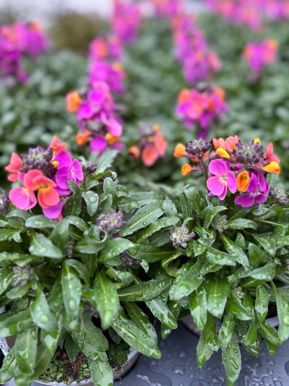 Erysimum  (Steenraket) verschillende soorten 4 voor €10 OP=OP