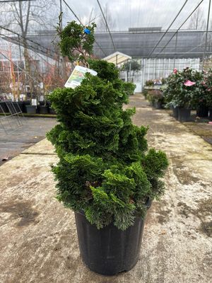 Chamaecyparis obtusa 'Nana Gracilis' (Dwergcypres) OP=OP