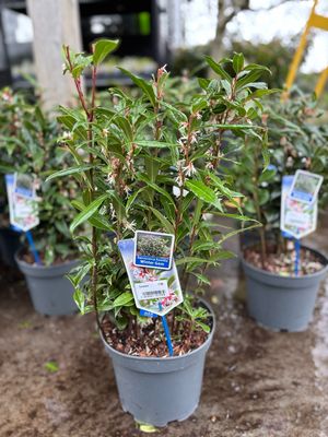Sarcococca humilis 'Winter Gem' (Vleesbes) OP=OP
