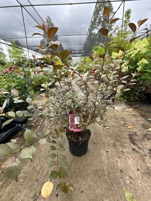 Weigela florida 'Victoria' (Weigelia 'Victoria') OP=OP