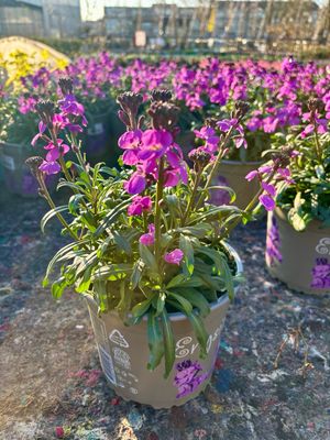 Erysimum  (Steenraket) OP=OP