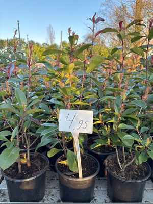 Photinia fraseri 'Red Robin' (Glansmispel) OP=OP