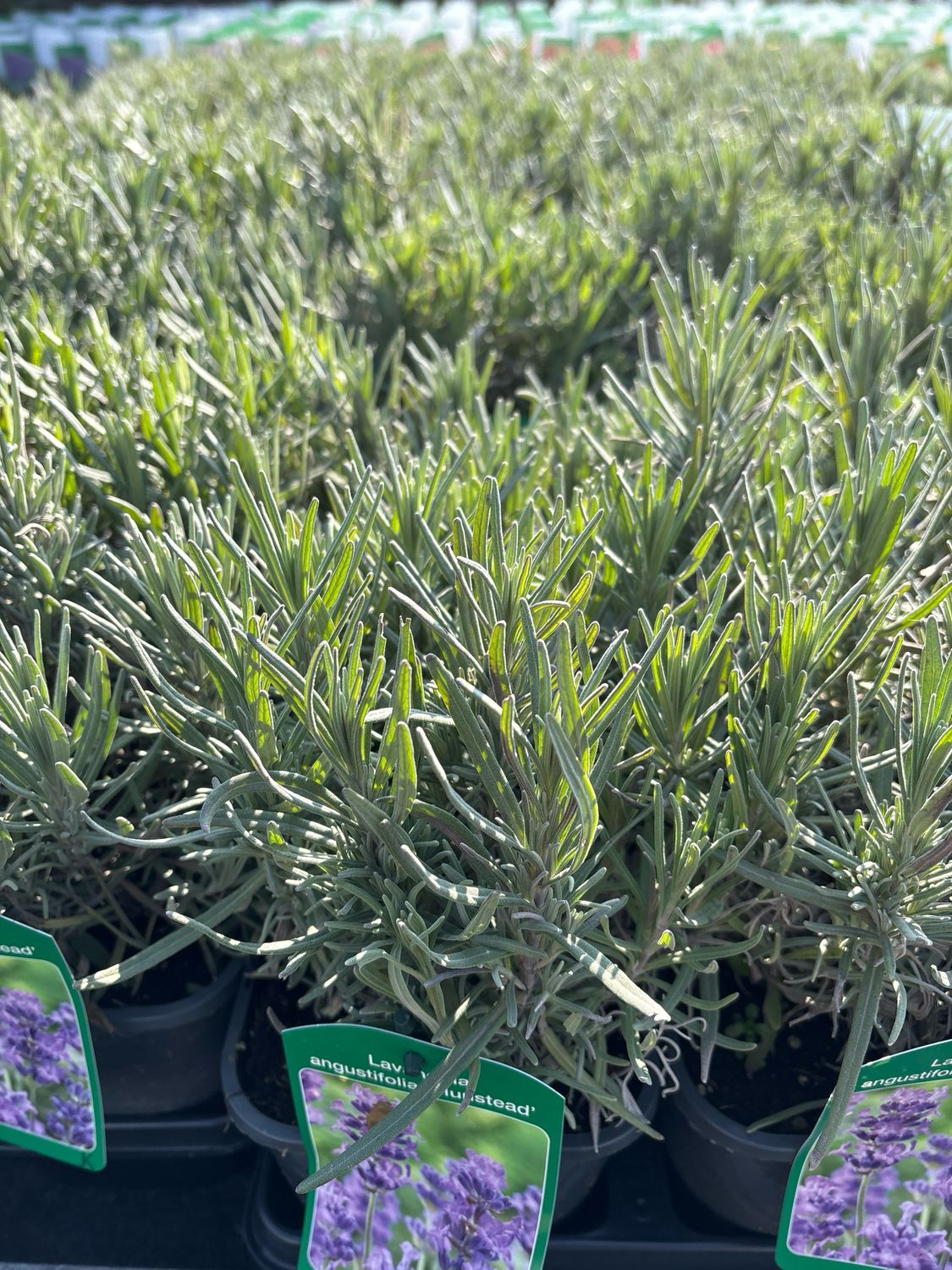 Lavandula angustifolia Munstead (Lavendel) 3 voor €10 OP=OP Lavandula angustifolia Munstead (Lavendel) 3 voor €10 OP=OP