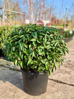 Prunus Lusitanica  (Portugese laurier Bol )OP=OP
