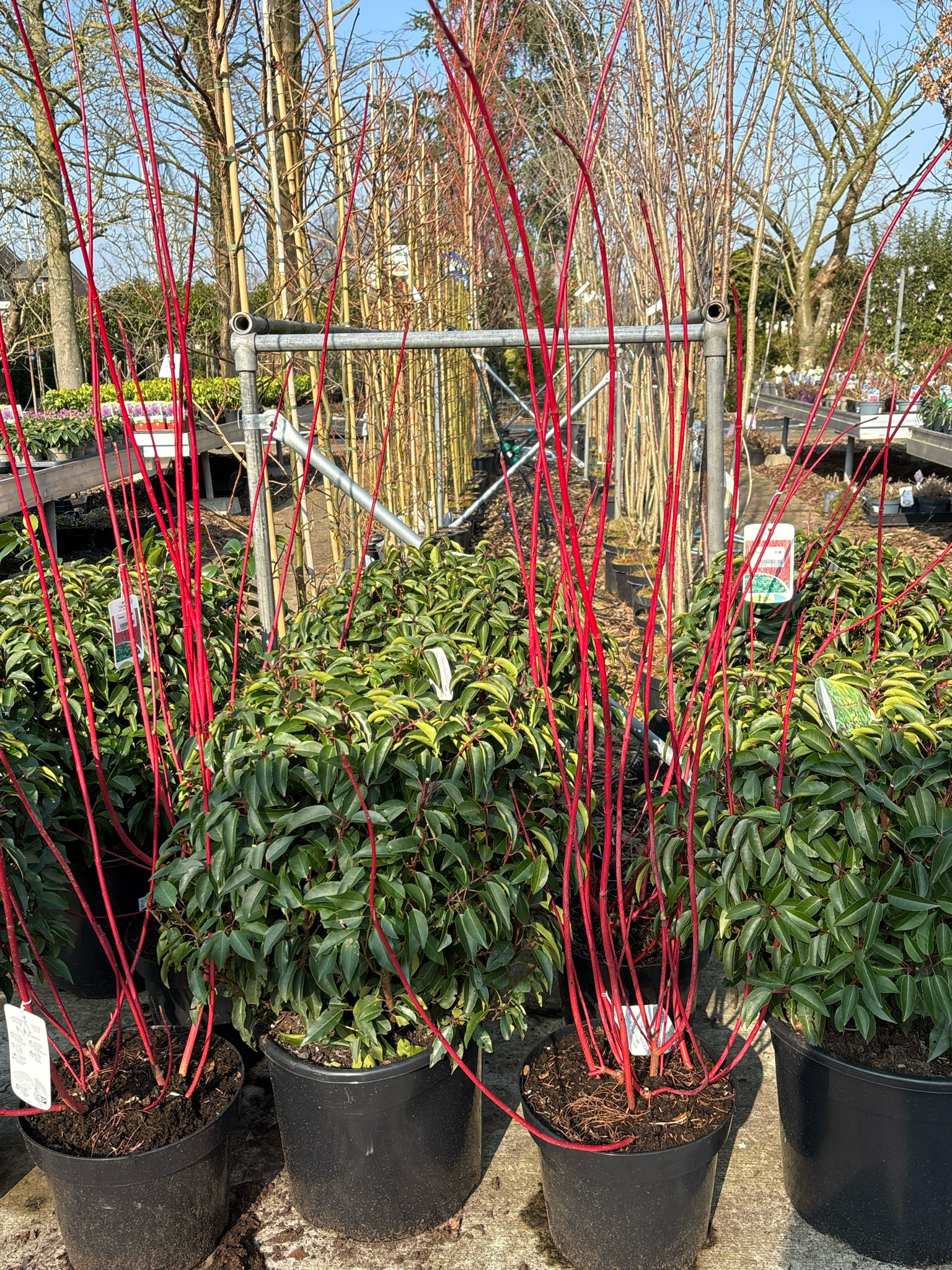 Prunus Lusitanica  (Portugese laurier Bol )OP=OP