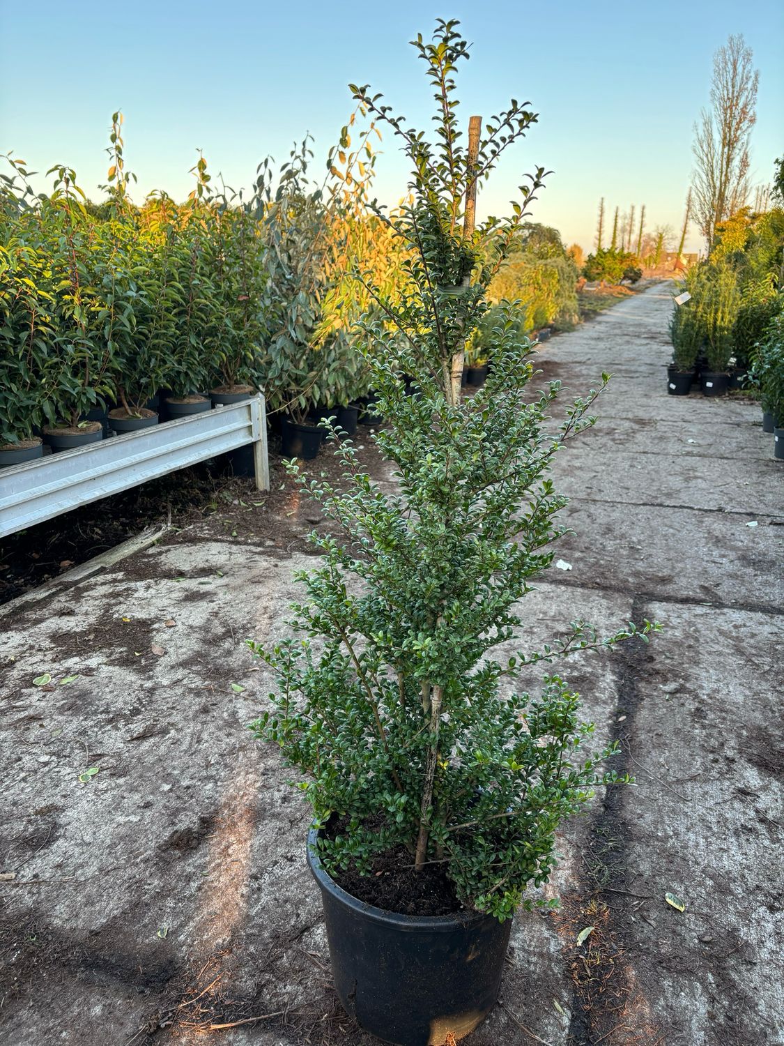 Ilex crenata (Japanse Hulst piramide ) OP=OP