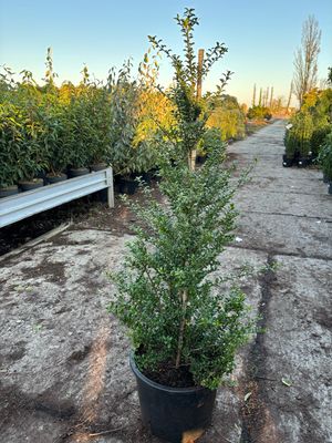 Ilex crenata (Japanse Hulst piramide ) OP=OP