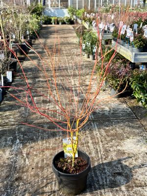 Acer (Japanse Esdoorn) Verschillende soorten OP=OP