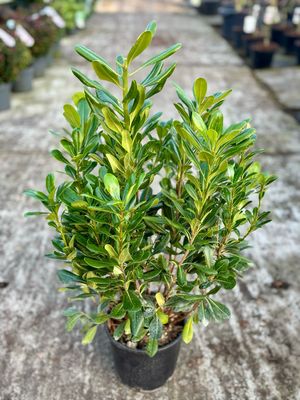 Pittosporum tobira (Australische laurier) OP=OP
