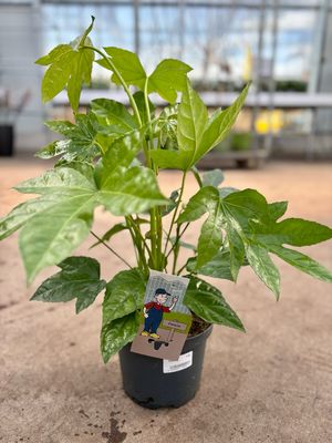 Fatsia japonica (Vingerplant) OP=OP
