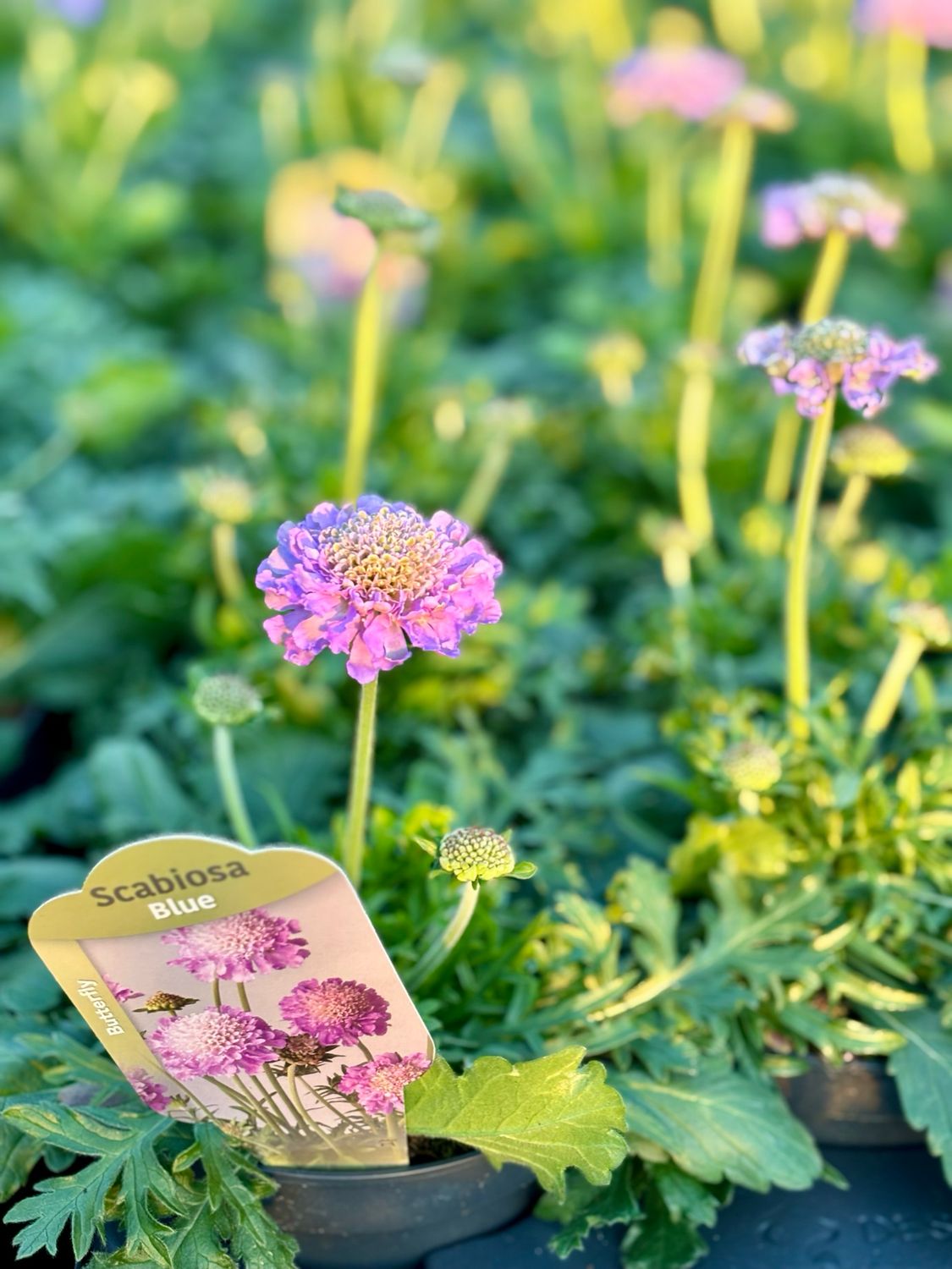 Scabiosa (Duifkruid) 4 voor €10 OP=OP Scabiosa (Duifkruid) 4 voor €10 OP=OP