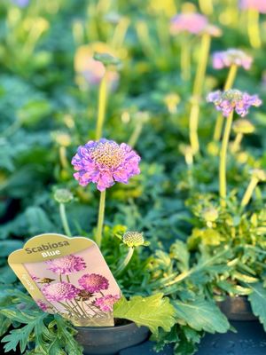Scabiosa (Duifkruid) 4 voor €10 OP=OP