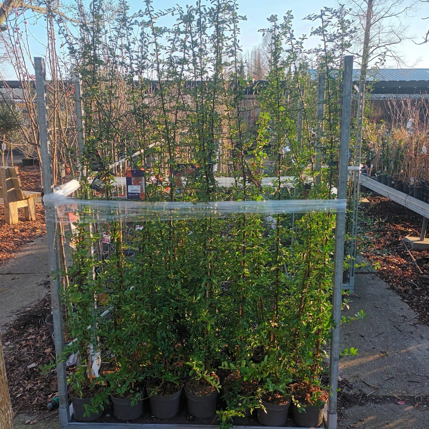 Pyracantha (Vuurdoorn) verschillende soorten OP=OP