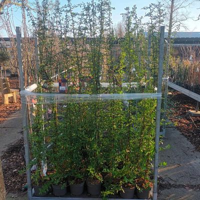 Pyracantha (Vuurdoorn) verschillende soorten OP=OP