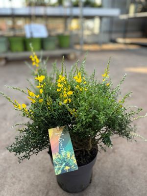 Genista (Heidebrem) OP=OP