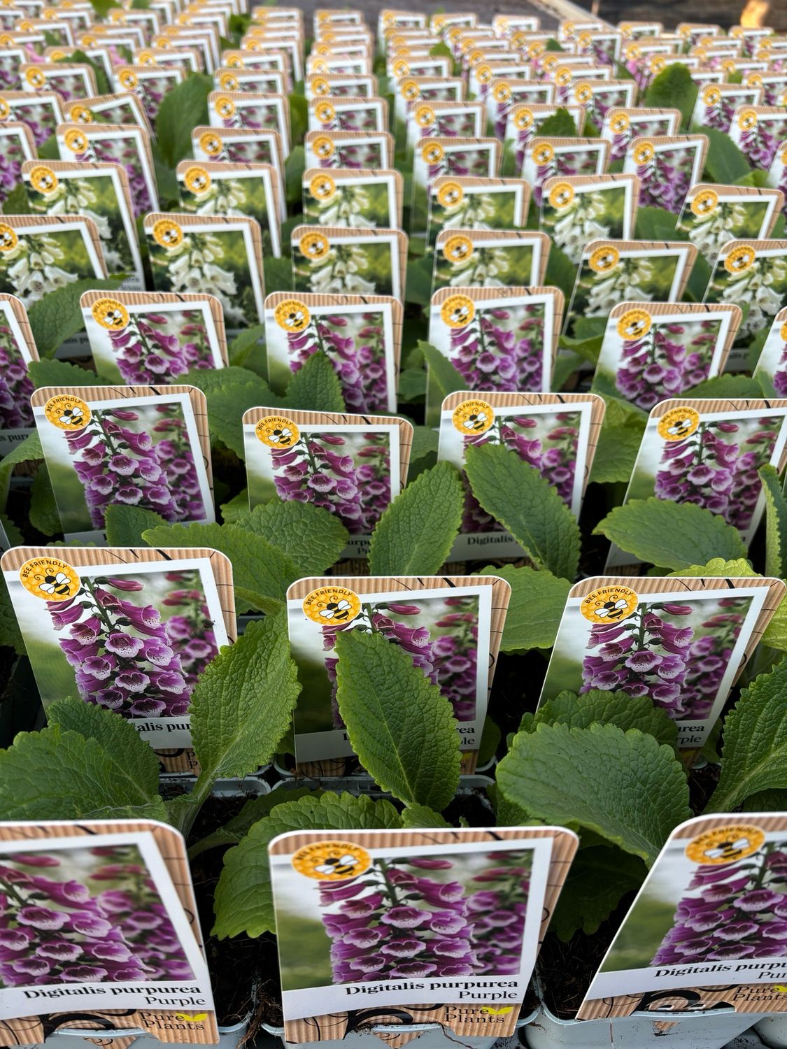 Digitalis purpurea (Vingerhoedskruid) 4 voor €10 OP=OP