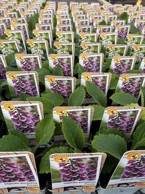 Digitalis purpurea (Vingerhoedskruid) 4 voor €10 OP=OP