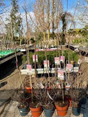 Prunus subhirtella 'Autumnalis Rosea' (Japanse Sierkers op stam ) OP=OP