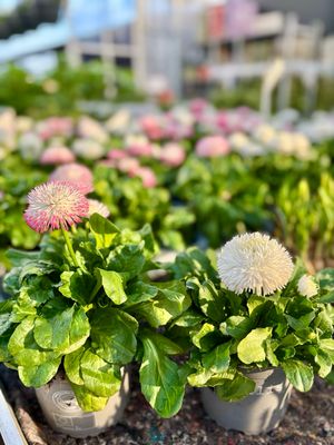 Bellis (Madeliefje) OP=OP