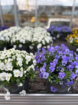 Violen (Viool) verschillende kleuren bak OP=OP