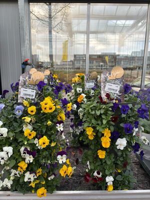 Viool (Violen) staande bak OP=OP