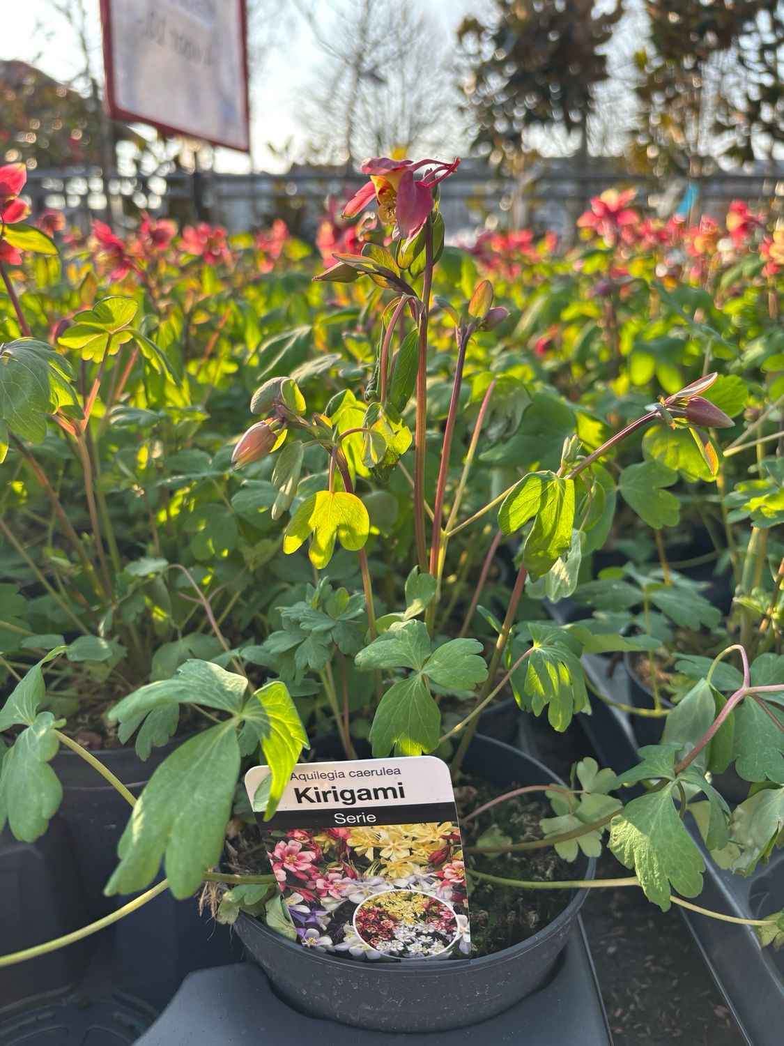 Aquilegia (Akelei) 4 voor €10 OP=OP