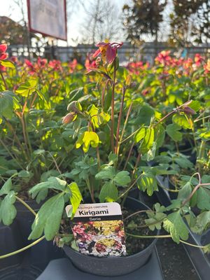 Aquilegia (Akelei) 4 voor €10 OP=OP