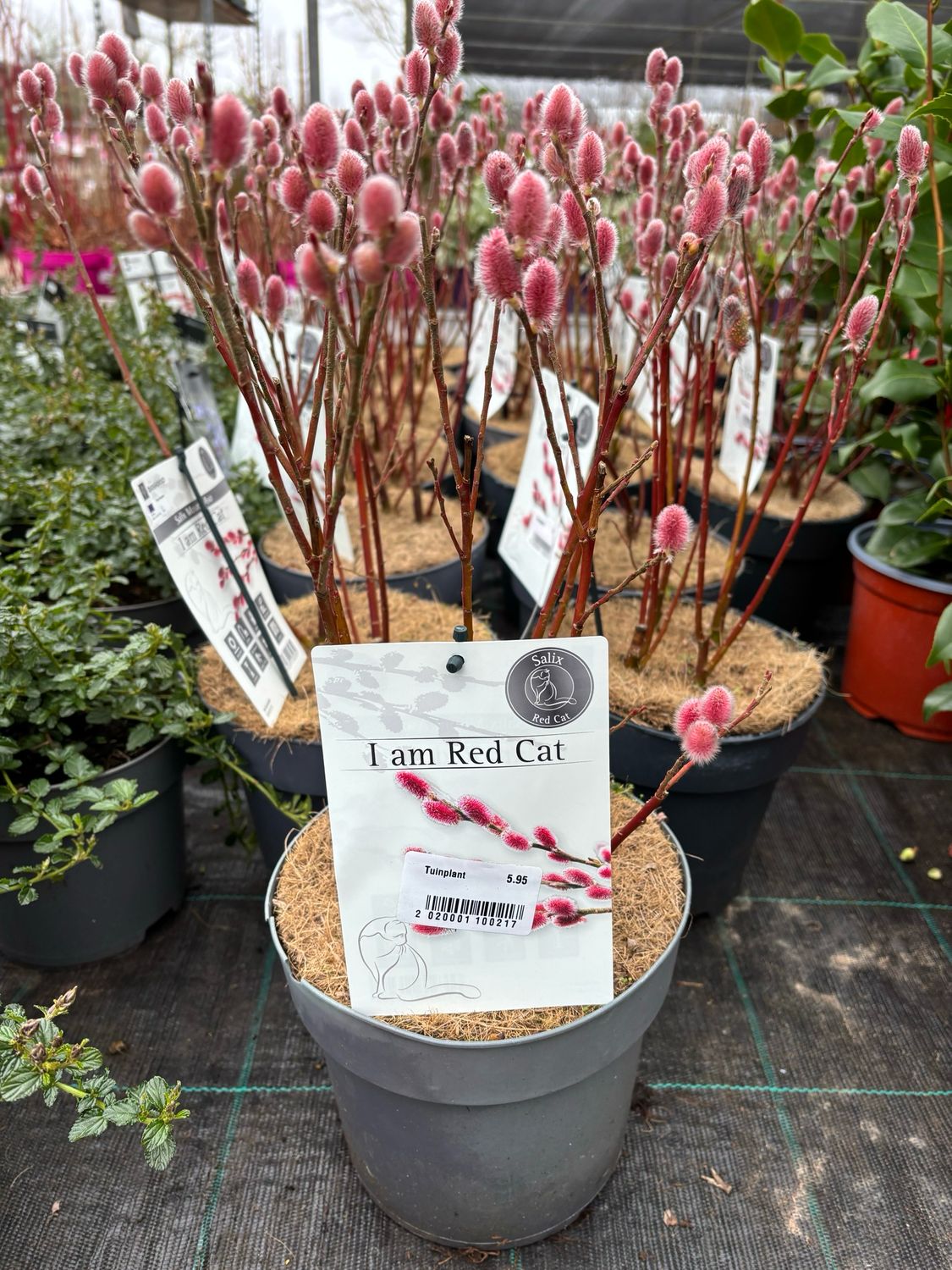 Salix gracilistyla 'Mount Aso' (Wilg) OP=OP