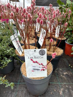 Salix gracilistyla 'Mount Aso' (Wilg) OP=OP