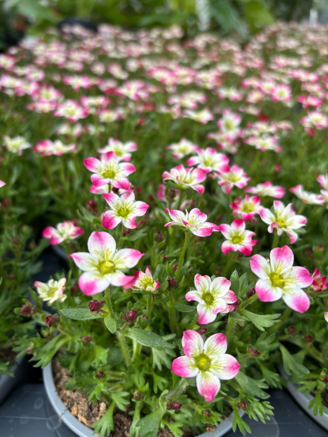 Saxifraga (Steenbreek) verschillende soorten 4 voor €10 OP=OP