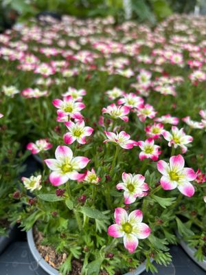 Saxifraga (Steenbreek) verschillende soorten 4 voor €10 OP=OP