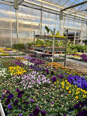 Violen (Viool) trays 18 stuks OP=OP