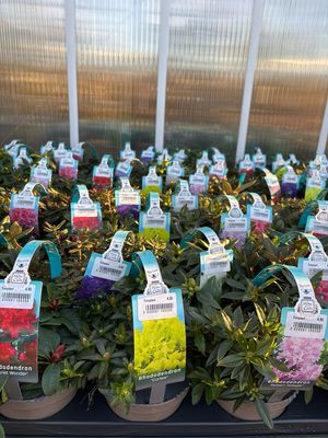 Rhododendron klein blijvende verschillen soorten OP=OP