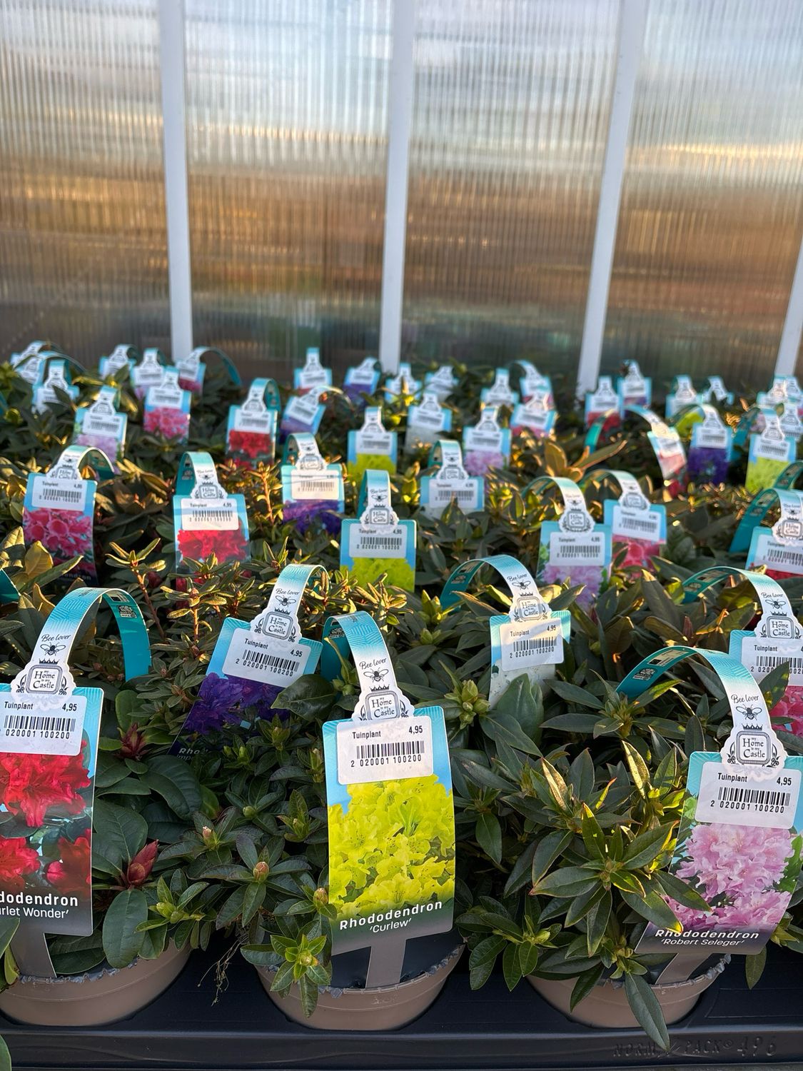 Rhododendron klein blijvende verschillen soorten OP=OP