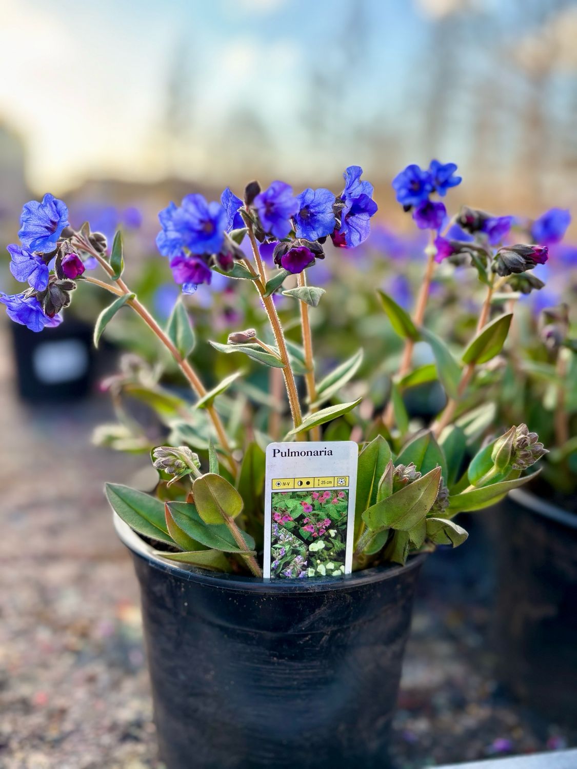 Longkruid (Pulmonaria) OP=OP