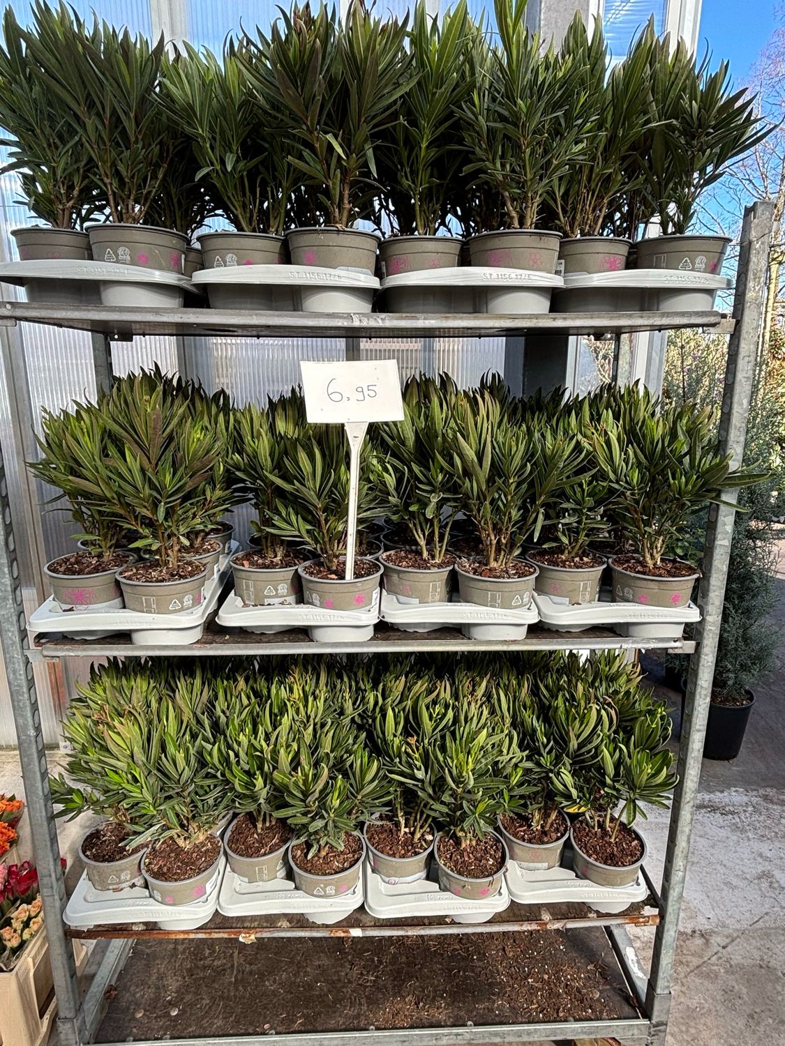 Nerium Oleander (Oleander) OP=OP