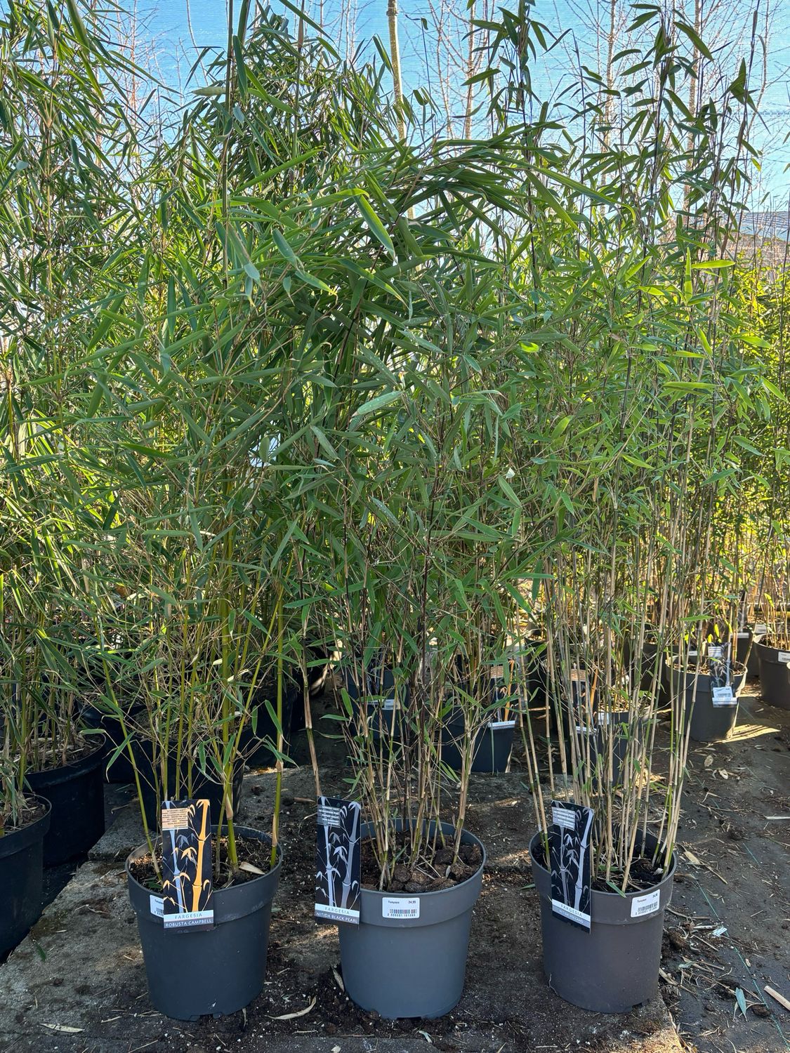Fargesia nitida ‘Volcano’ /robusta Campbell/Black Pearl (Niet-woekerende Bamboe) OP=OP