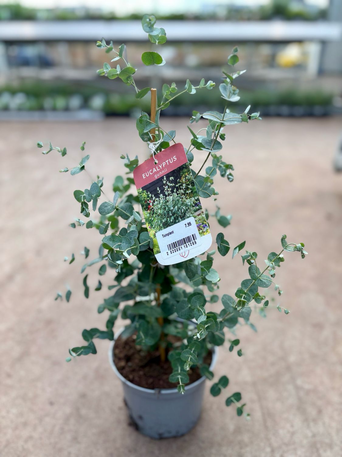 Eucalyptus Eucalyptus (Gomboom) OP=OP