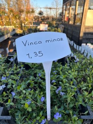 Vinca minor (maagdenpalm) verschillende kleuren OP=OP