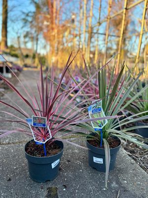 Cordyline australis ‘Choc Mint’/ Cordyline Charlie Boy (Australische Koolpalm) OP=OP
