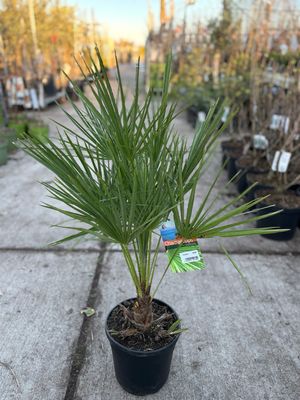 Chamaerops humilis (Palmboom) OP=OP